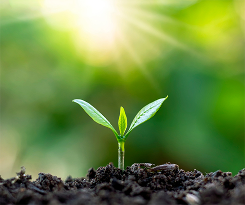 Best TCM Tip for Fertility: Nourish the soil before you plant the seed
